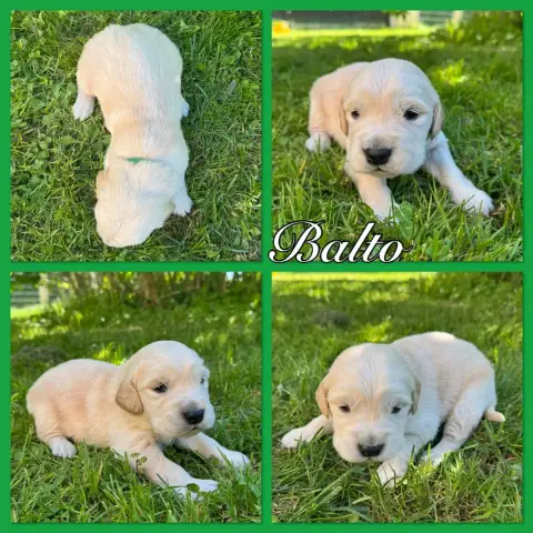 Golden Retriever  Balto Du Domaine Des Belles Aubois 733d9