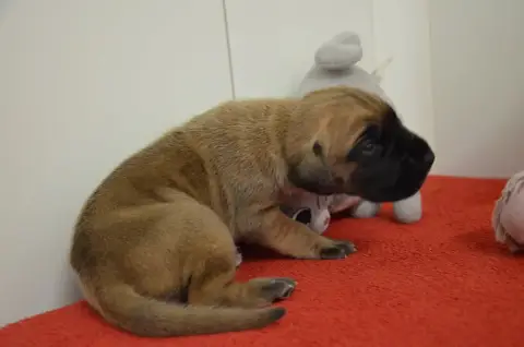 Dogue Allemand  Byanka Des Zamours De Caux photo 2