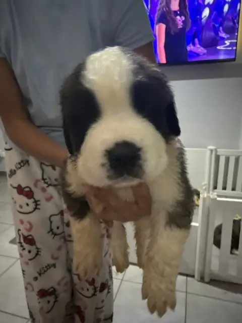 Chien Du Saint-