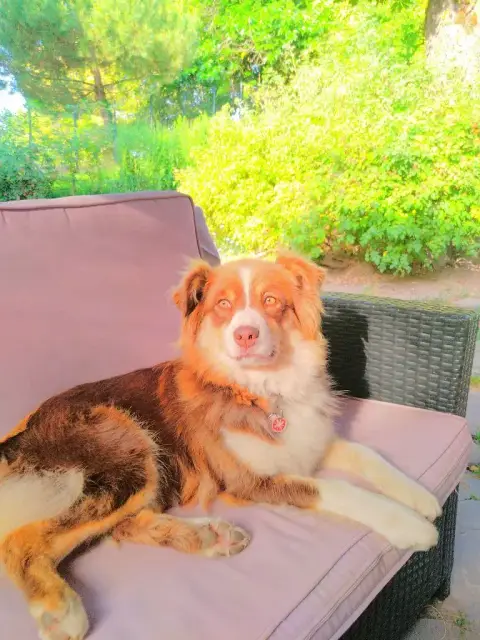 Berger Australien  Chiot N°3 Des Amours De Claya photo 2