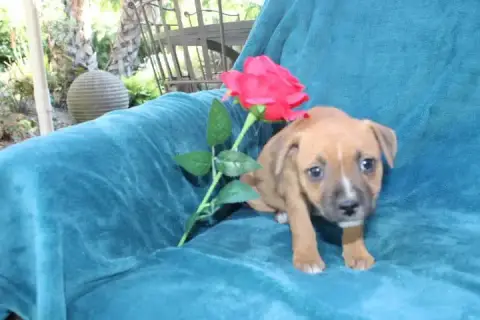 Staffordshire Bull Terrier  Chiot N°4 Des Terres De L 0a42d photo 2