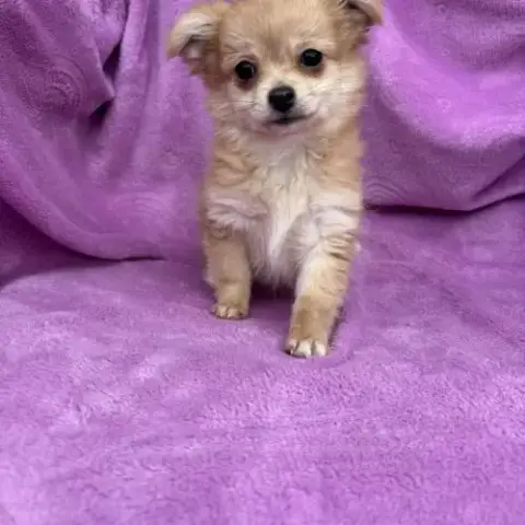 Chiot Croisé Chihuahua Spitz