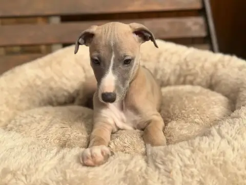 Whippet  Baikal Bleu Du Cèdre Enchanté photo 3