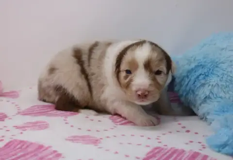 Berger Australien  Chiot N°7 De Windy'Stia photo 3