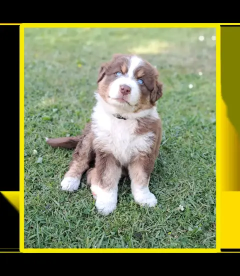 Berger Australien  Mr Jaune Rouge Tri Yeux Bleus Des  f26d8