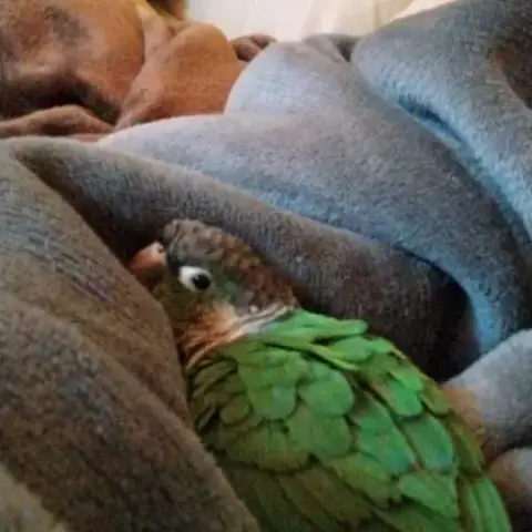 Vend Conure