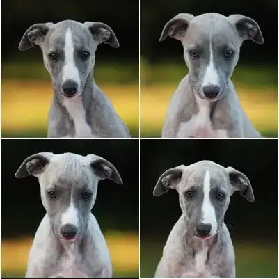 Magnifique Chiots Whippet