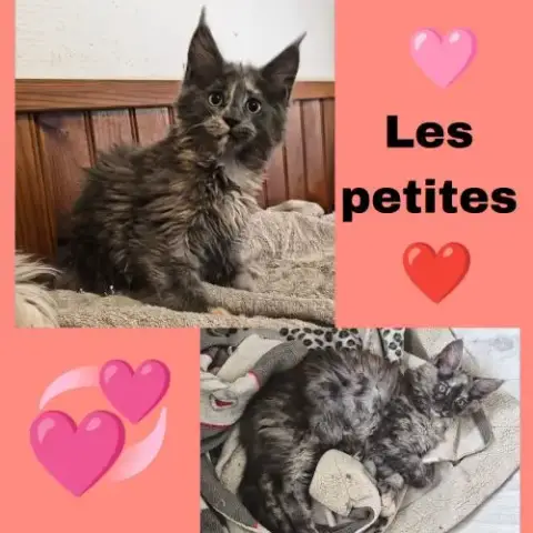 Maine Coon Polydactyle Loof