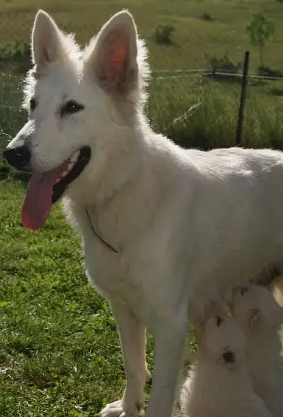 Berger Blanc Suisse  Baïka De La Forêt De Boscodon photo 3