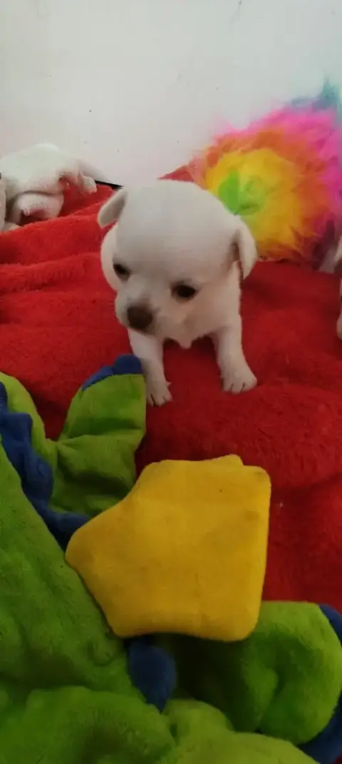 Chihuahua  Chiot N°1 Des Merveilles De La Nature