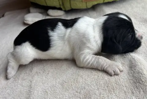 English Springer Spaniel  B....................... De f031a photo 3