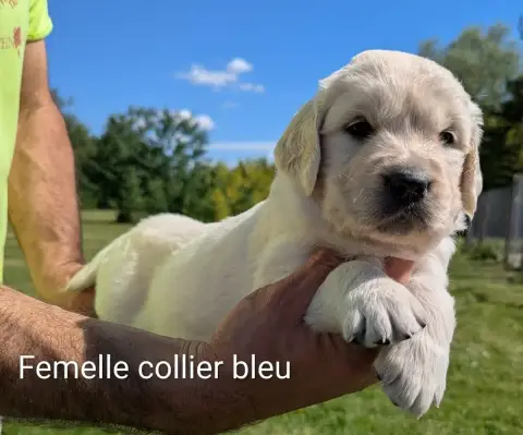 Golden Retriever  Femelle Collier Bleu Du Domaine Cha b5a2c