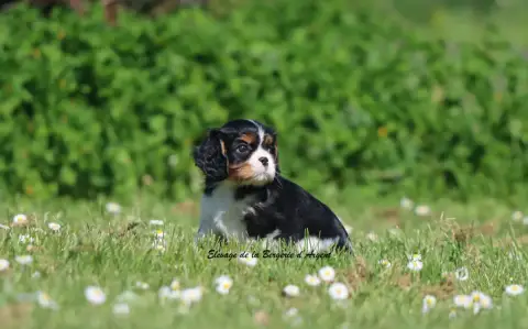 Cavalier King Charles Spaniel  Brookie De La Bergerie 5750d photo 2