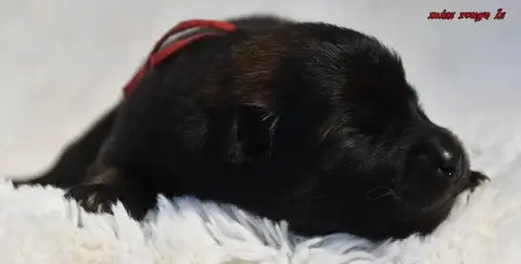Eurasier  Chiot 4 Des Legendes De Retz photo 3