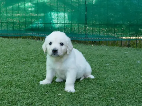 Golden Retriever  Femelle Sans Collier Du Temps Des A 6c7dc