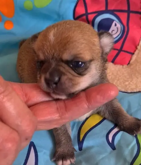 Chihuahua  Baho De L’Ecrin Des Joyaux photo 2