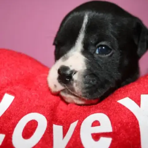 Chiot Bulldog Continental A Réserver