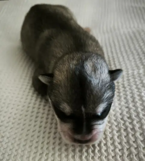Siberian Husky  Chiot 3 Blue Escape photo 2