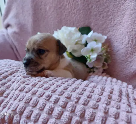 Jack Russell Terrier  Bb3- photo 2