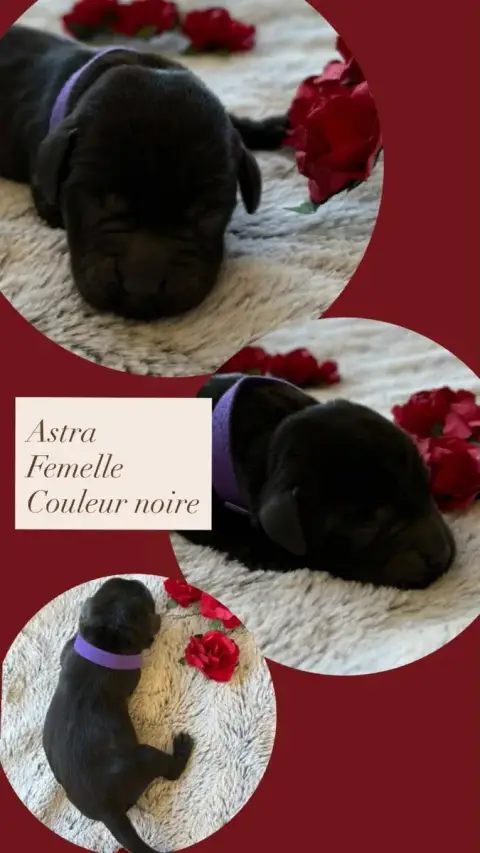 Labrador Retriever  Astra Du Domaine Des Belles Auboi 2f21a