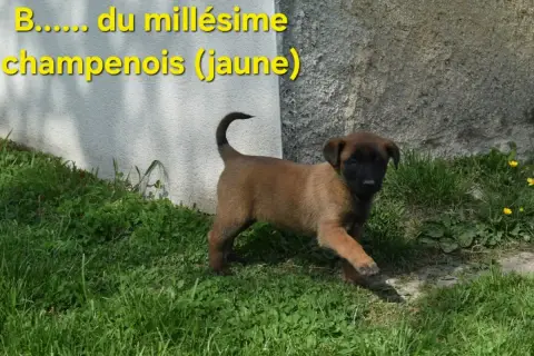 Berger Belge  B....... Du Millésime Champenois photo 2