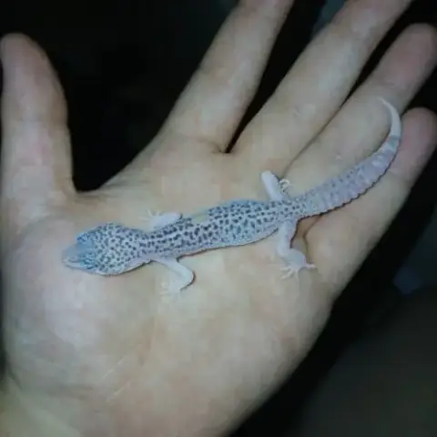 Gecko