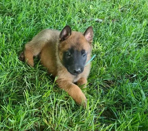 Berger Belge  Chiot 3 Du Domaine Du Pont De Loye