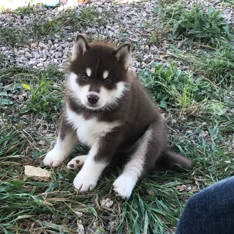 Siberian Husky  Collier Violet Of The Southern Mounta 40b5c