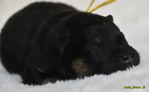 Eurasier  Chiot 1 Des Legendes De Retz