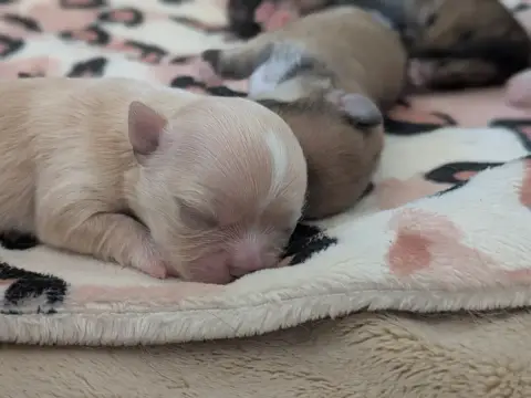 Chihuahua  B... De La Grande Epopée photo 2