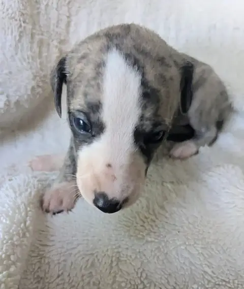 Whippet  Birdy De Rockalma