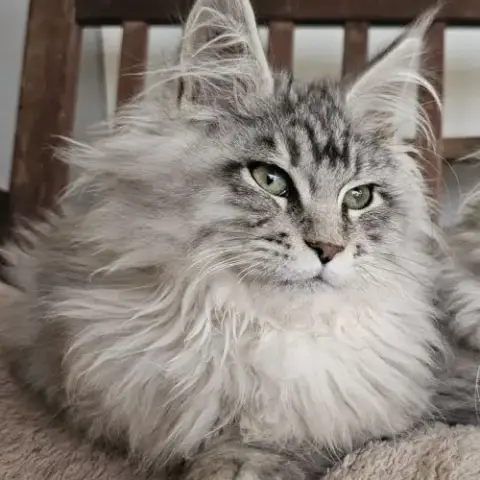 Maine Coon