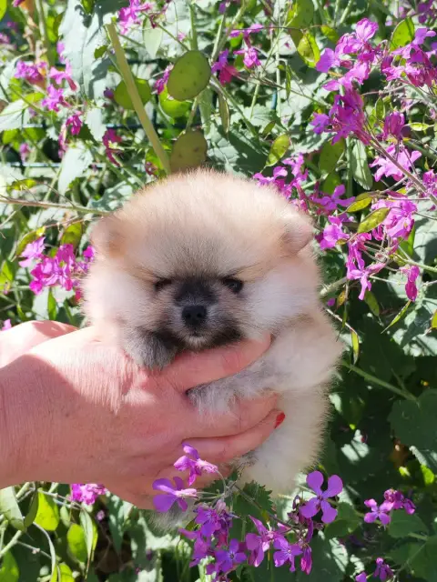 Spitz Allemand  Banzai Analamanga Cotton Smile photo 3