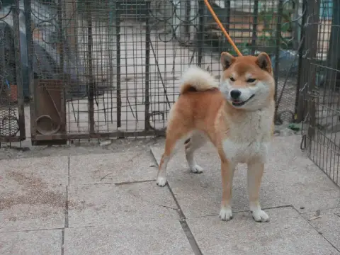 Shiba  Chiot 3 Des Roses De Charlemagne photo 2
