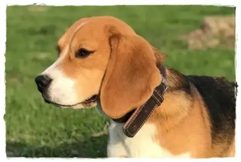 Beagle photo 3