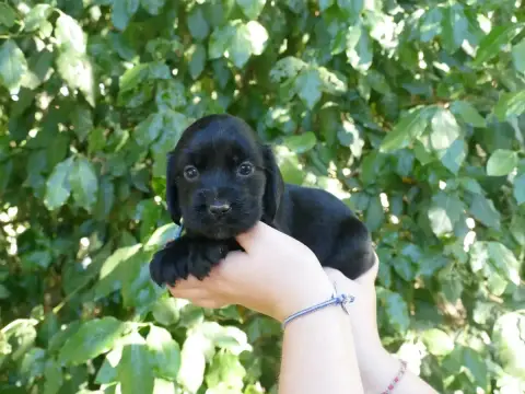 Cocker Spaniel Anglais photo 2