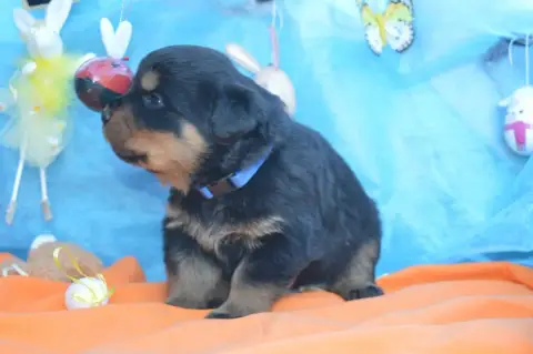 Rottweiler  Collier Bleu Foncé Des Gardiens De Feu photo 2