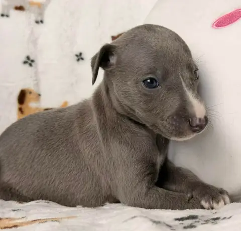 Whippet  Balrog De La Bastie D'Hucaroc photo 3