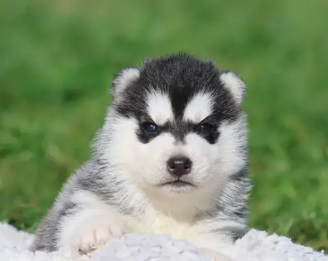 Siberian Husky  Black Ball De Daybreak Northern