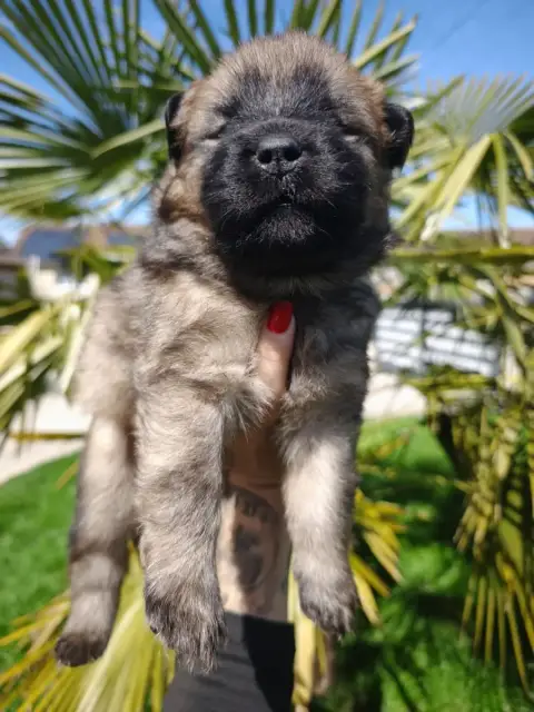 Eurasier  Violet Des Cerberes De Gaïa
