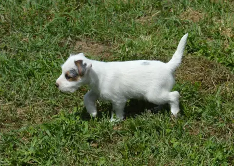 Parson Russell Terrier  Beijin Du Jardin D'Inuko photo 2