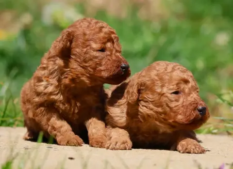 Caniche  Chiot Toy