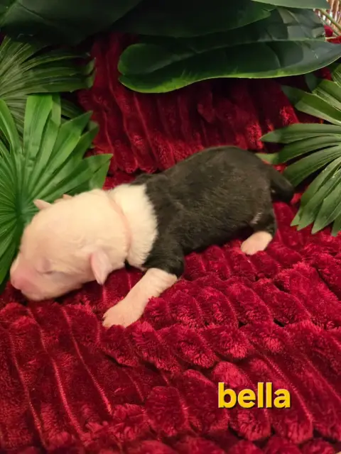 Bobtail  Bella Du Royaume De Plume