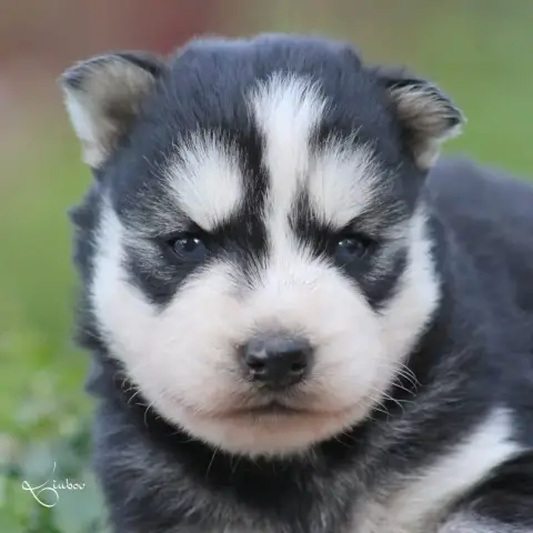 Siberian Husky  Binuit Liubov'S