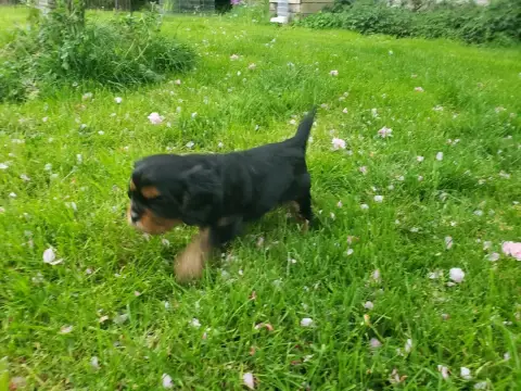 Cavalier King Charles Spaniel