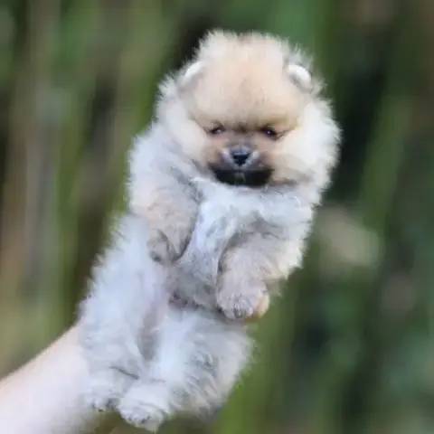 3 Chiot Spitz Pomeranian