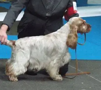 Cocker Spaniel Anglais  Sans Collier photo 3