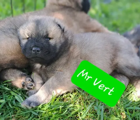 Eurasier  Mr Vert Des Racines De Shaïga