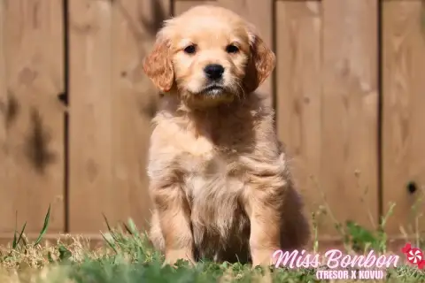 Golden Retriever  Miss Bonbon De La Vallée Des Golden 565d6