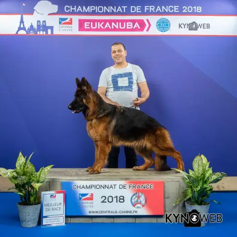 Berger Allemand Poil Long  Chiot N°5 De La Taverniere 70b34 photo 3